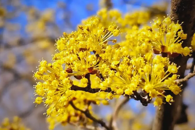 Daphne Flower Meaning: A Fragrant Lesson from My Garden