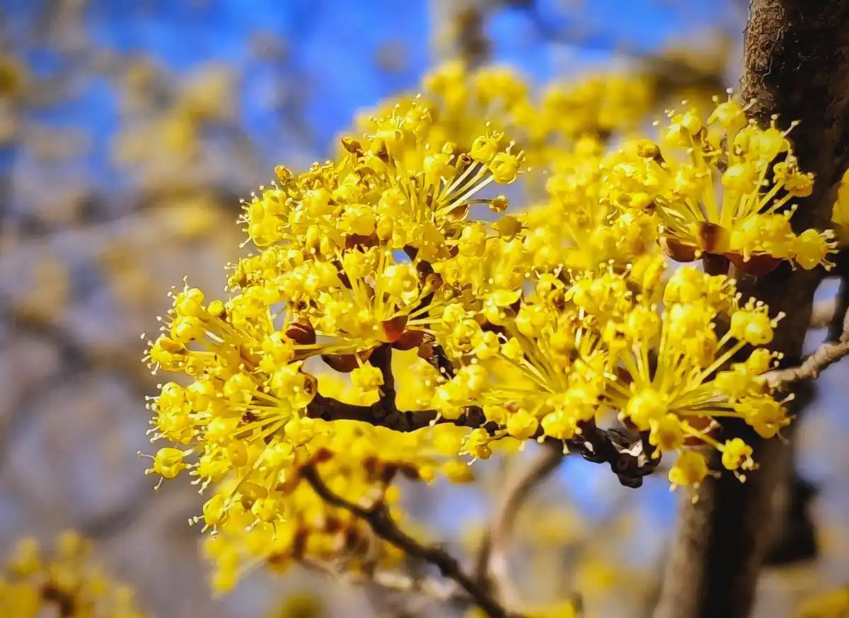 Daphne Flower Meaning: A Fragrant Lesson from My Garden