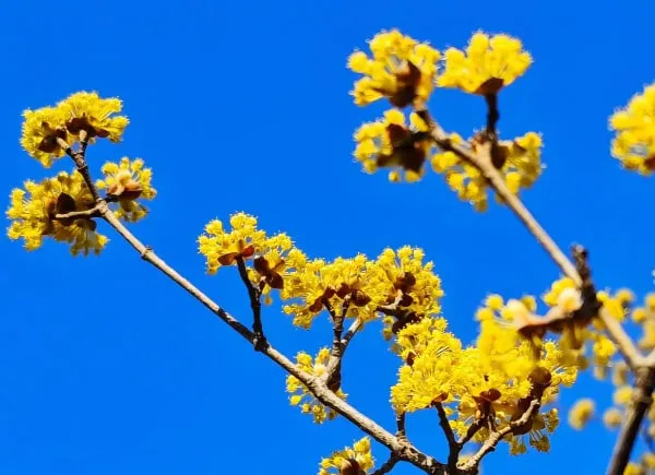 Daphne Flower Meaning: A Fragrant Lesson from My Garden
