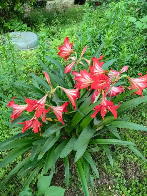 The Hidden Meaning of Amaryllis: A Winter Bloom Full of Stories