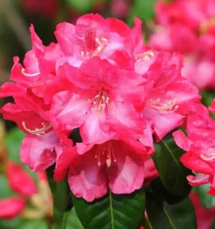 Azalea Meaning Explained: Common Symbols and Hidden Messages