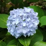 Hydrangea Meaning: What These Colorful Flowers Really Symbolize