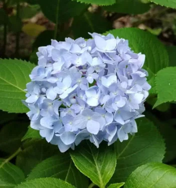 Hydrangea Meaning: What These Colorful Flowers Really Symbolize