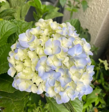 Hydrangea Meaning: What These Colorful Flowers Really Symbolize