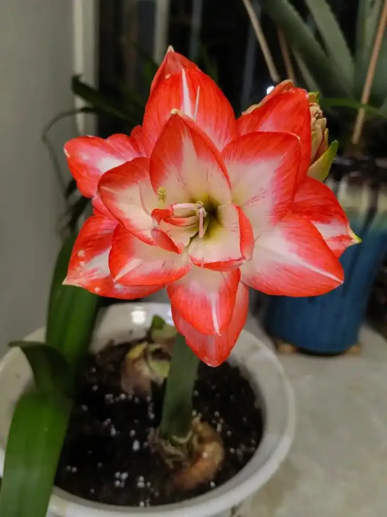 The Hidden Meaning of Amaryllis: A Winter Bloom Full of Stories