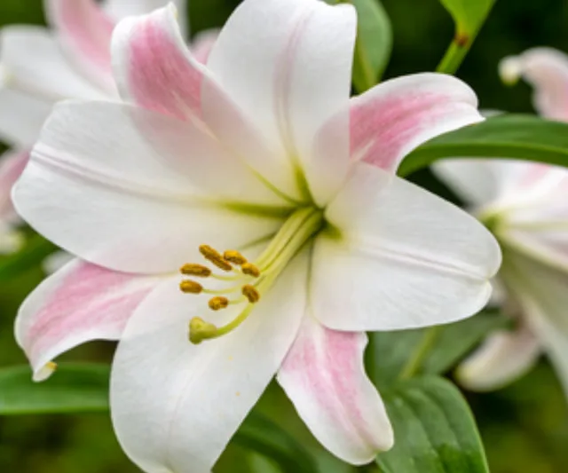 What Flower Means Friendship? Top 7 Flowers That Symbolize Friendship