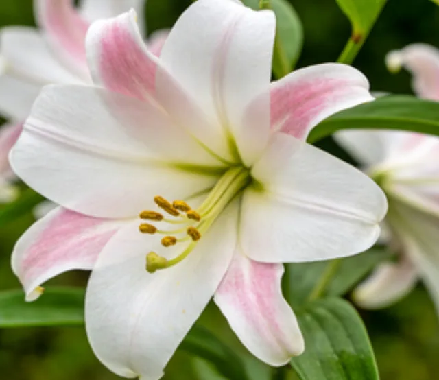 What Flower Means Friendship? Top 7 Flowers That Symbolize Friendship