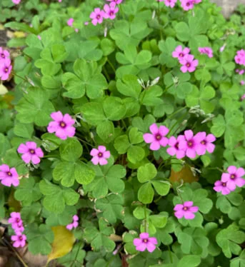 Clover Flower Meaning: Symbolism, Luck, and Four-Leaf Clover Significance