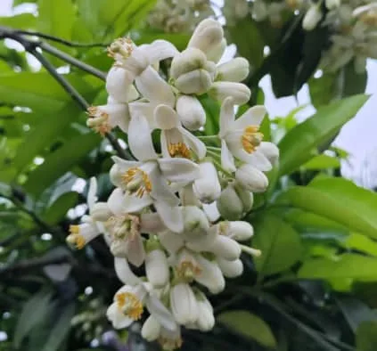 Florida State Flower Meaning: The Symbolism of the Orange Blossom
