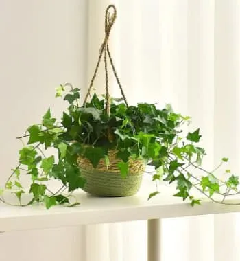 Ivy Flower Meaning: Symbolism, History, and the Hidden Message of Ivy