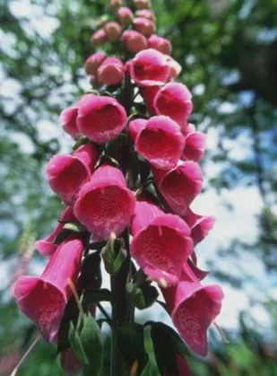 Red: Passionate Love on the Edge of Danger.