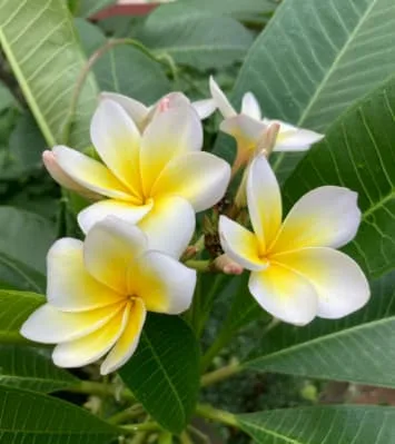 The Meaning of Frangipani: The Perfect Gift for Your Next Occasion
