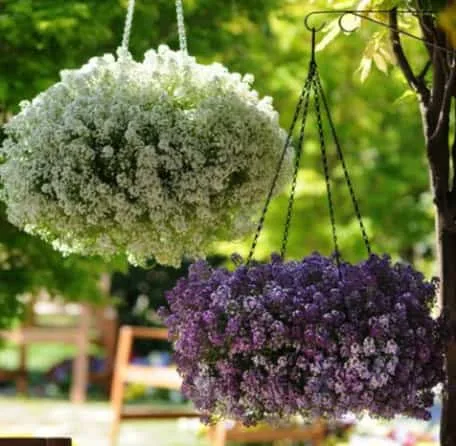 Alyssum Flower Meaning: Symbolism and Hidden Messages