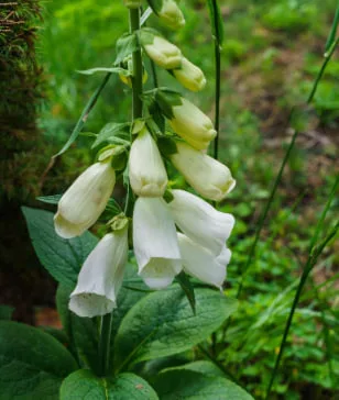 White: Pure Longing Under Moonlight.