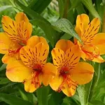 Alstroemeria Flower Meaning: The Flower of Lasting Friendship