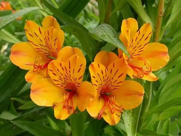 Alstroemeria Flower Meaning: The Flower of Lasting Friendship