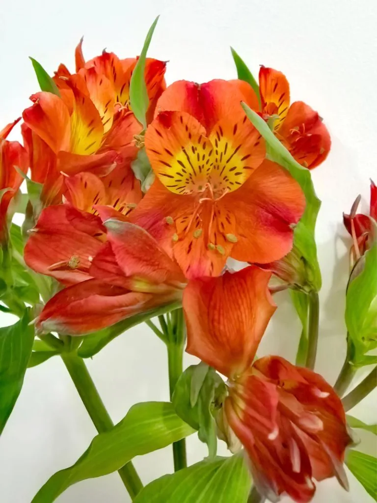 Alstroemeria Flower Meaning: The Flower of Lasting Friendship