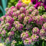 Alyssum Flower Meaning: Symbolism and Hidden Messages