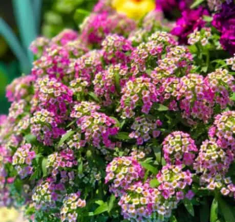 Alyssum Flower Meaning: Symbolism and Hidden Messages