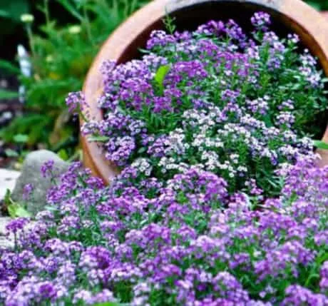 Alyssum Flower Meaning: Symbolism and Hidden Messages