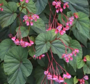 Begonia Flower Meaning: Symbolism, Colors, and the Message Behind the Bloom