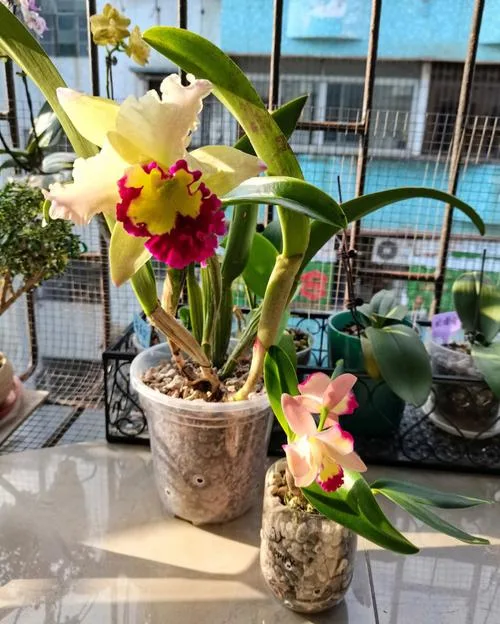 Meaning of Cattleya Orchids: Love, Luck, and Mature Beauty