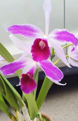Meaning of Cattleya Orchids: Love, Luck, and Mature Beauty