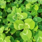 Clover Flower Meaning: Symbolism, Luck, and Four-Leaf Clover Significance