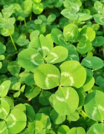 Clover Flower Meaning: Symbolism, Luck, and Four-Leaf Clover Significance