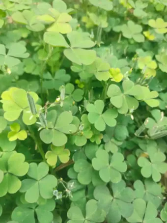 Clover Flower Meaning: Symbolism, Luck, and Four-Leaf Clover Significance