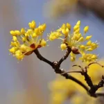 Dogwood Flower Meaning: Symbolism, Legend, and Hidden Strength