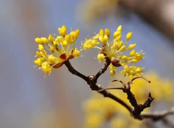 Dogwood Flower Meaning: Symbolism, Legend, and Hidden Strength