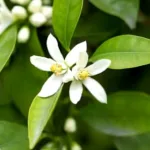 Florida State Flower Meaning: The Symbolism of the Orange Blossom