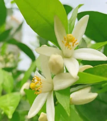Florida State Flower Meaning: The Symbolism of the Orange Blossom