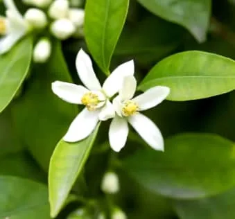 Florida State Flower Meaning: The Symbolism of the Orange Blossom