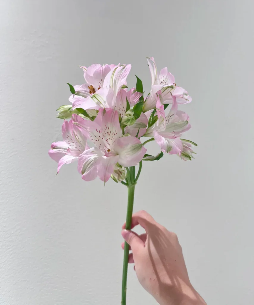 Alstroemeria Flower Meaning: The Flower of Lasting Friendship