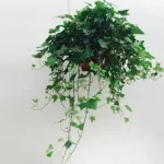 Ivy Flower Meaning: Symbolism, History, and the Hidden Message of Ivy