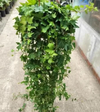 Ivy Flower Meaning: Symbolism, History, and the Hidden Message of Ivy