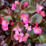 Begonia Flower Meaning: Symbolism, Colors, and the Message Behind the Bloom