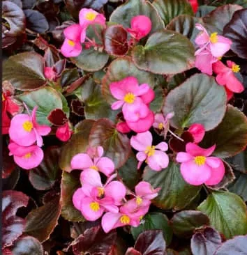 Begonia Flower Meaning: Symbolism, Colors, and the Message Behind the Bloom