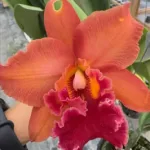Meaning of Cattleya Orchids: Love, Luck, and Mature Beauty