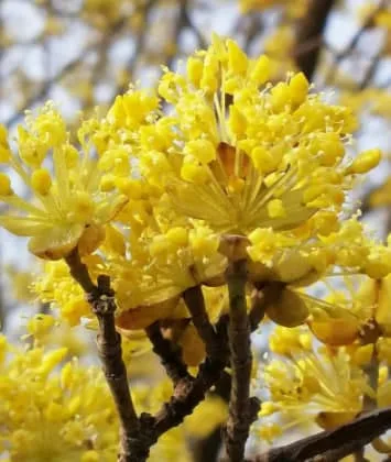 Dogwood Flower Meaning: Symbolism, Legend, and Hidden Strength