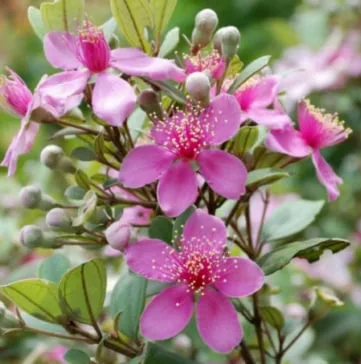 The Meaning and Origin of Myrtle Flowers: Everything You Need to Know Today.