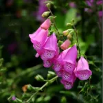 Meaning of the Foxglove Flower Colors: Purple, White, Yellow & Red Explained