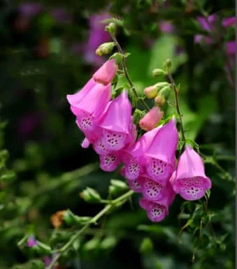 Meaning of the Foxglove Flower Colors: Purple, White, Yellow & Red Explained