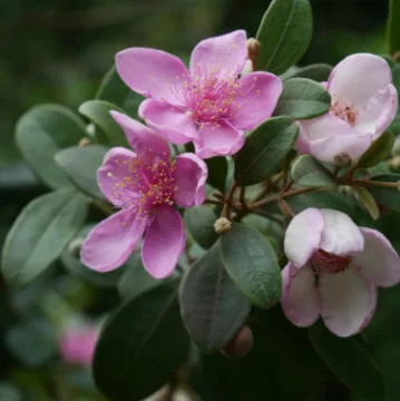 The Meaning and Origin of Myrtle Flowers: Everything You Need to Know Today.