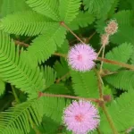 Mimosa Flower Meaning: Gentleness, Hope, and Feminine Strength