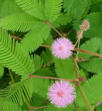 Mimosa Flower Meaning: Gentleness, Hope, and Feminine Strength