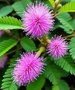 Mimosa Flower Meaning: Gentleness, Hope, and Feminine Strength