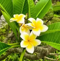 The Meaning of Frangipani: The Perfect Gift for Your Next Occasion
